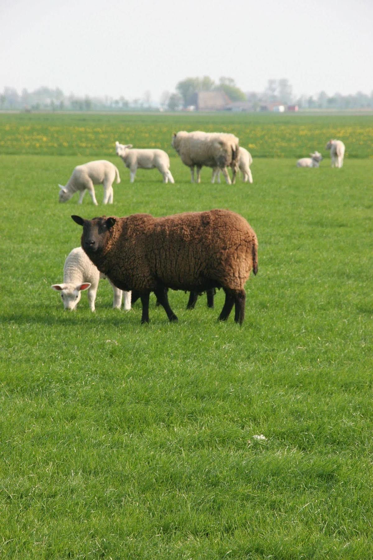 Countryside Eco Natuurhuisjes Ee Exterior foto